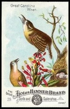 29 Great Carolina Wren